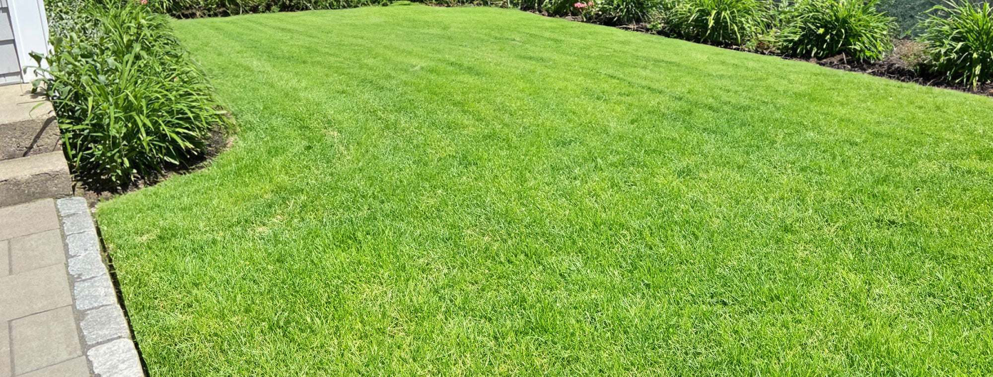 green lawn before being mowed
